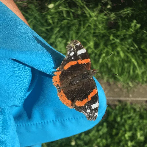 De Atalantavlinder op de schouder van Sonja